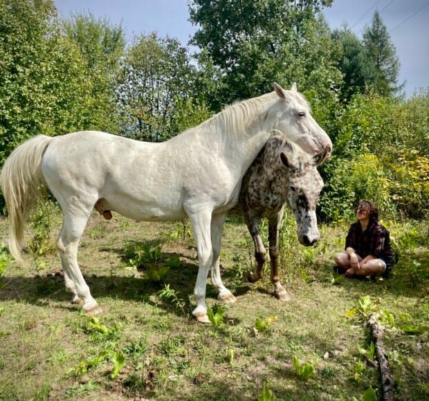 Ustawienia systemowe z końmi