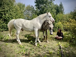 Ustawienia systemowe z końmi